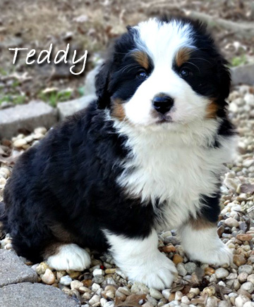 teddy bear bernese mountain dog