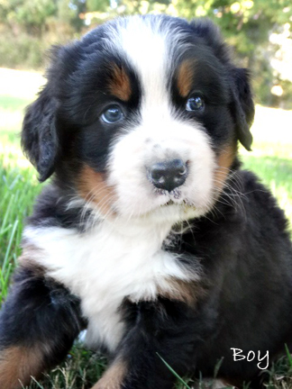 teddy bear bernese mountain dog