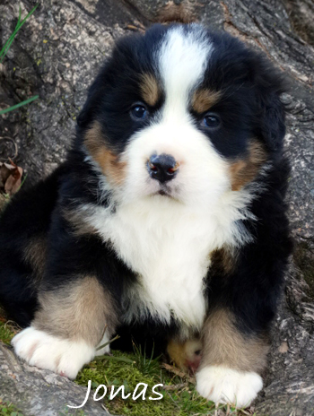 teddy bear bernese mountain dog