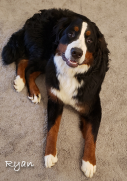 teddy bear bernese mountain dog