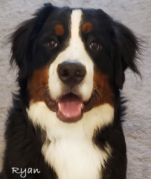 teddy bear love bernese mountain dogs