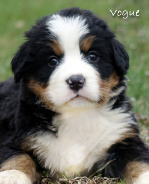 teddy bear bernese mountain dog