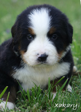 teddy bear bernese mountain dog