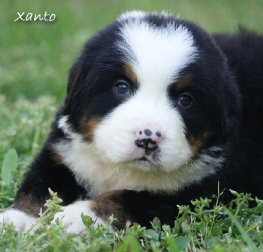 teddy bear bernese mountain dog