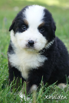 teddy bear bernese mountain dog