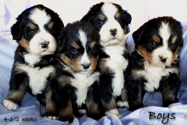 teddy bear kisses bernese