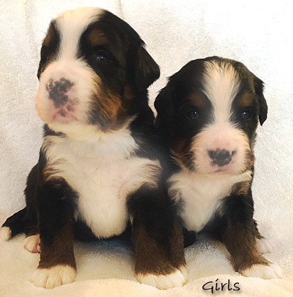 teddy bear bernese mountain dog