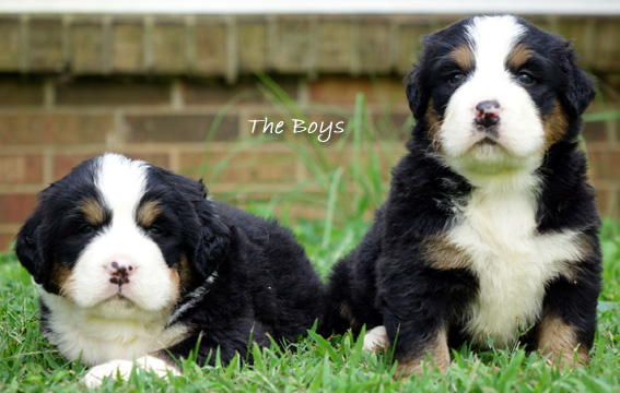 Teddy Bear Love, Bernese Mountain Dog 