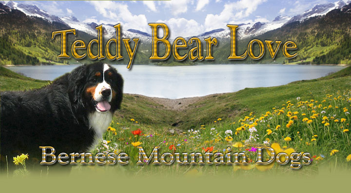 Teddy bear cheap love bernese