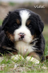 teddy bear bernese mountain dog