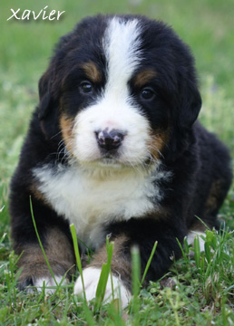 teddy bear bernese mountain dog